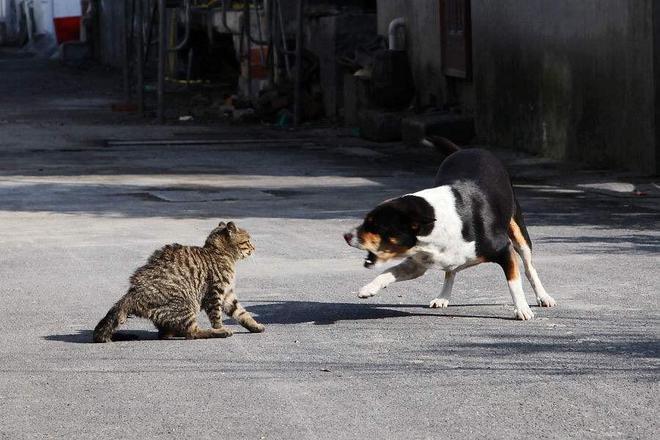 中国土狗vs中国猫图片