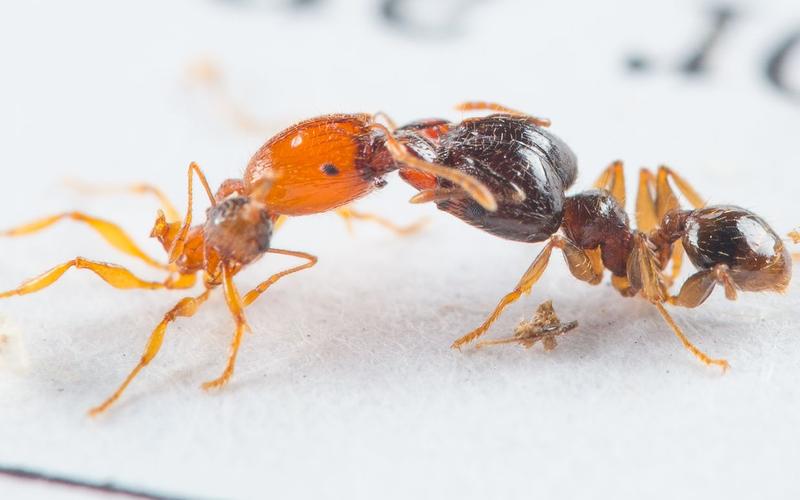 日本大头蚁vs蟑螂